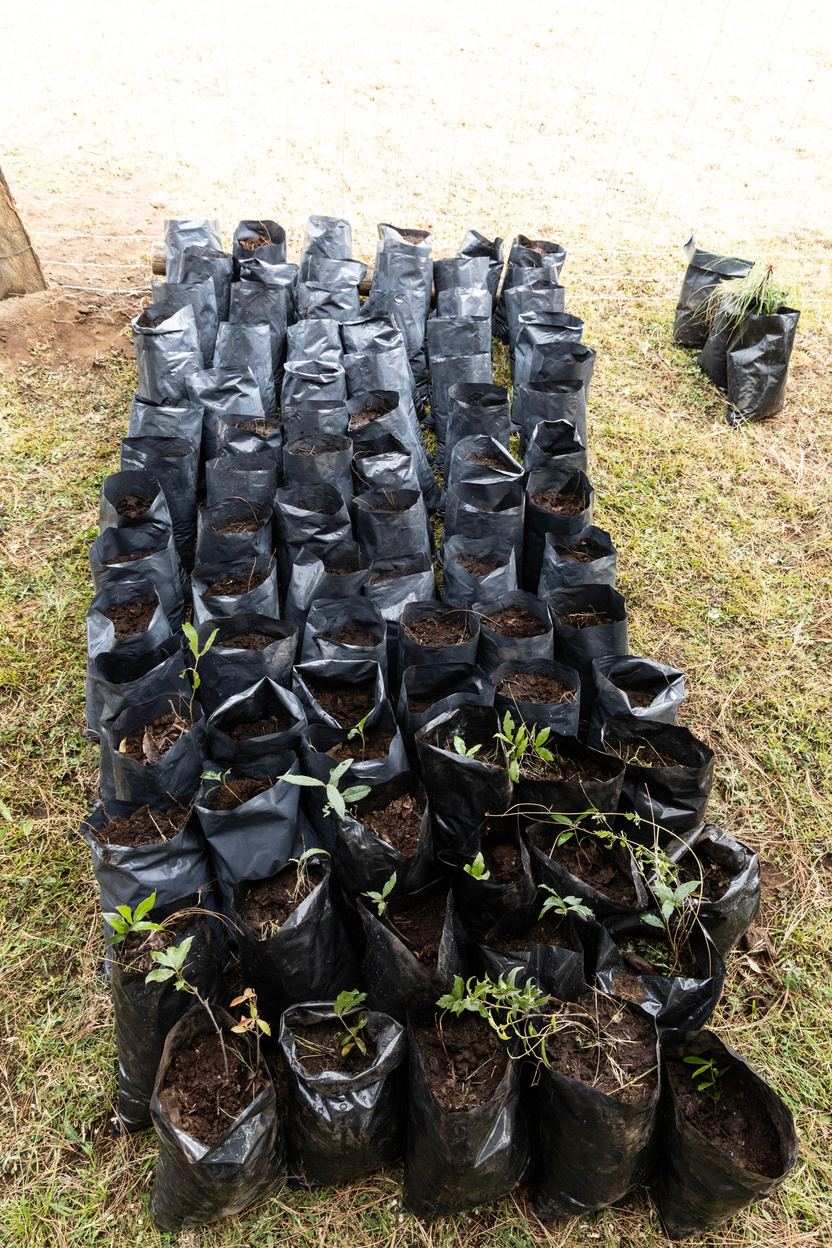 Seedlings