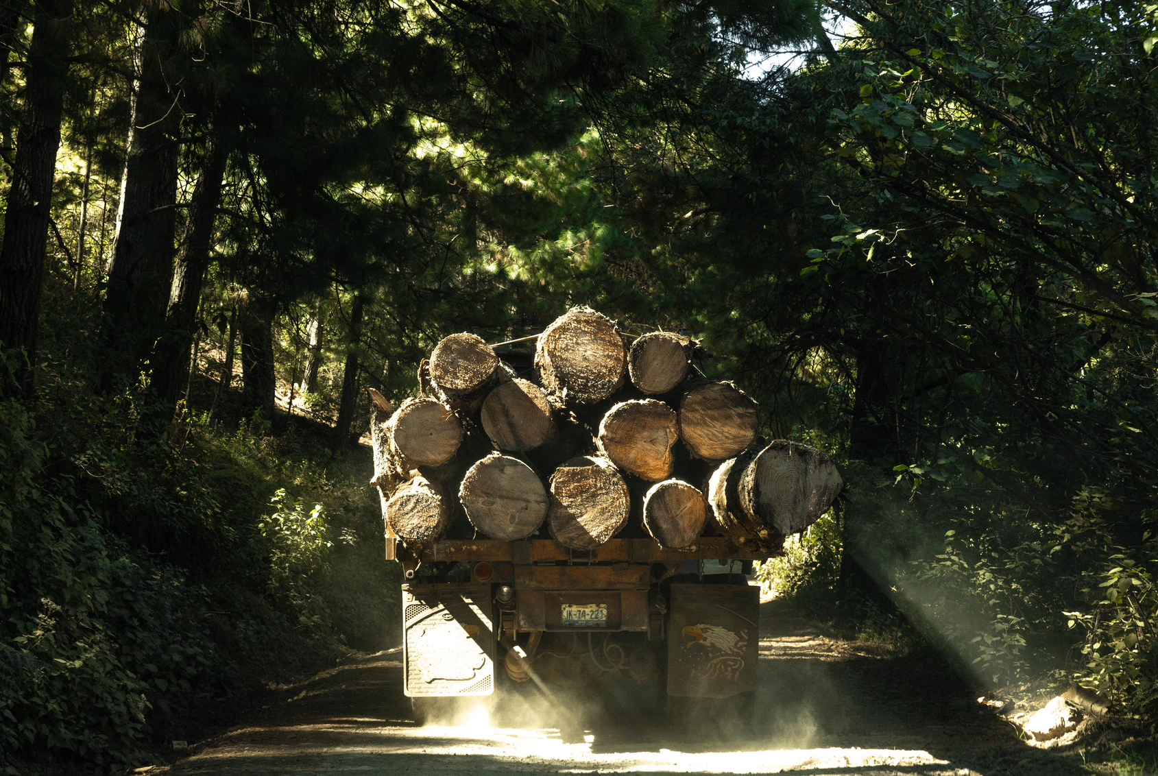 Logging in Sierra de Tapalpa